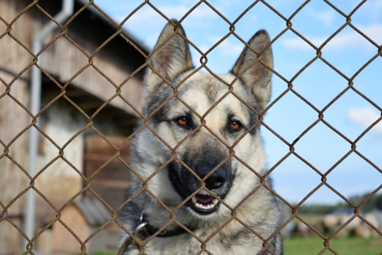 Steuerbefreiung für Hunde aus dem Tierheim