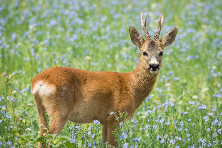 Jagd im Stadtwald – eine Glaubensfrage?